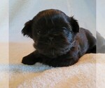 Puppy 3 Shih Tzu