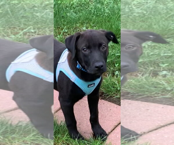 Medium Photo #2 Mutt Puppy For Sale in Germantown, OH, USA