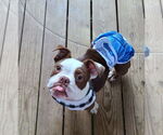 Small #1 Bulldog