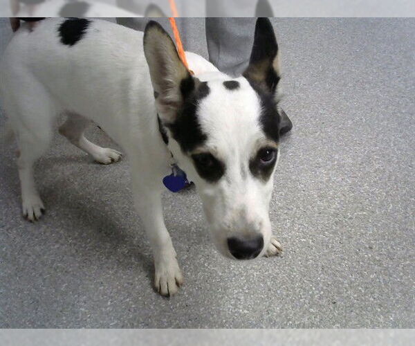 Medium Photo #1 Border Collie-Unknown Mix Puppy For Sale in Pasadena, TX, USA