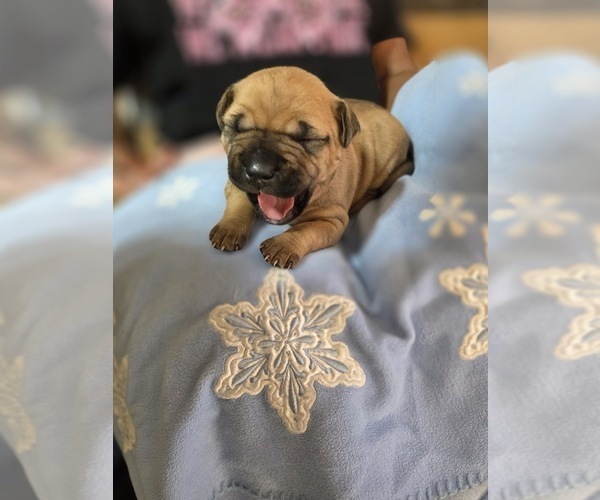 Medium Photo #3 American Pit Bull Terrier Puppy For Sale in CHARLOTTE, NC, USA