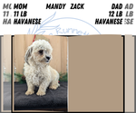 Small #7 Havanese