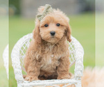 Small Photo #18 Maltipoo (Miniature) Puppy For Sale in WARSAW, IN, USA