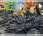 Small Photo #10 French Bulldog Puppy For Sale in REDMOND, WA, USA