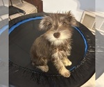 Small #53 Schnauzer (Miniature)