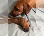 Small #7 Rhodesian Ridgeback
