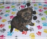 Small Photo #12 Havashire Puppy For Sale in ORO VALLEY, AZ, USA