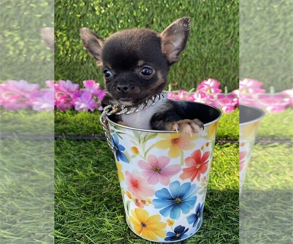 Medium Photo #22 Chihuahua Puppy For Sale in WEST PALM BEACH, FL, USA