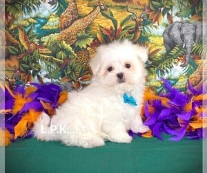Maltese Puppy for sale in WINNSBORO, LA, USA