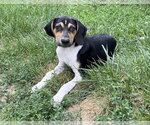 Small #34 Treeing Walker Coonhound Mix