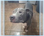 Small #2 American Pit Bull Terrier