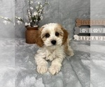 Small #4 Cavapoo (Standard)