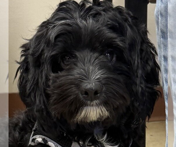 Medium Photo #1 Shih Tzu-Unknown Mix Puppy For Sale in Canton, CT, USA
