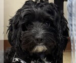 Zoey - Female Shih Tzu-Unknown Mix Dog for Adoption - Small photo