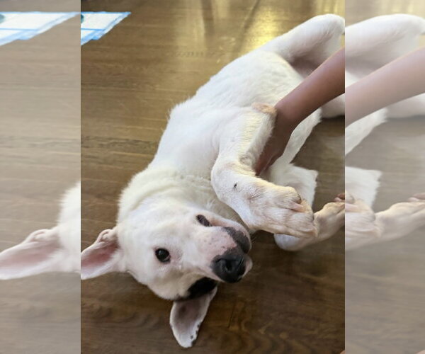 Medium Photo #5 Labrador Retriever-Unknown Mix Puppy For Sale in Westwood, NJ, USA