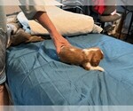 Small #2 Cavalier King Charles Spaniel