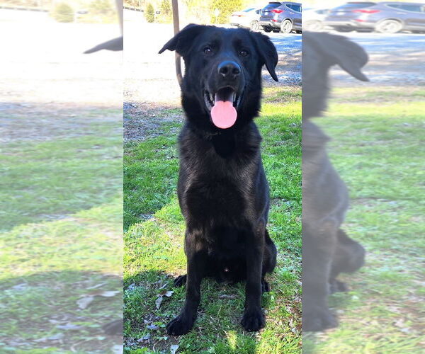 Medium Photo #1 Labrador Retriever-Unknown Mix Puppy For Sale in Wetumpka, AL, USA