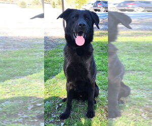 Labrador Retriever-Unknown Mix Dogs for adoption in Wetumpka, AL, USA