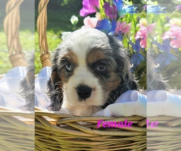 Medium Photo #4 Cockalier Puppy For Sale in BLOOMINGDALE, MI, USA