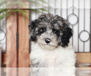 Poodle (Miniature) Puppy for sale in NAPLES, FL, USA