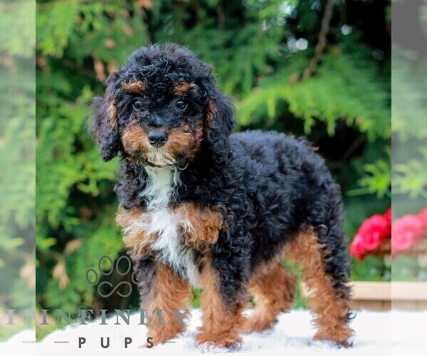 Medium Photo #6 Poodle (Miniature) Puppy For Sale in LITITZ, PA, USA