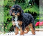Small #5 Poodle (Miniature)