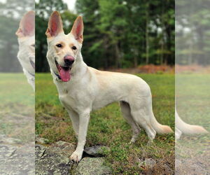 German Shepherd Dog Dogs for adoption in Westminster, MA, USA