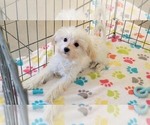 Small #1 Maltipoo (Toy)