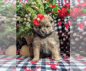 Pomeranian Puppy for sale in CHRISTIANA, PA, USA