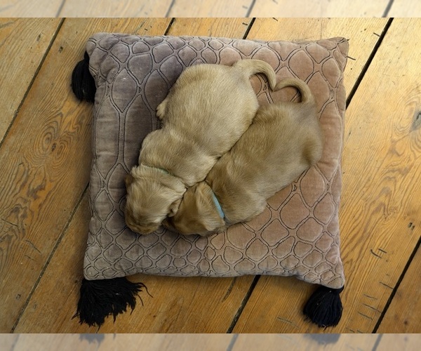 Medium Photo #18 Golden Retriever Puppy For Sale in WOODSTOCK, CT, USA