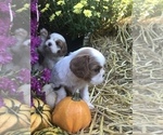 Small Photo #7 Cavalier King Charles Spaniel Puppy For Sale in STE GENEVIEVE, MO, USA
