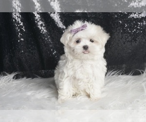 Medium Maltese