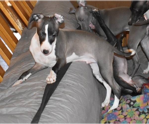 Medium Photo #1 Italian Greyhound Puppy For Sale in GRAHAM, WA, USA