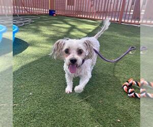 Maltese-Unknown Mix Dogs for adoption in Las Vegas, NV, USA