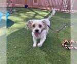 Small Maltese Mix