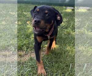 Rottweiler Dogs for adoption in Mooresville, NC, USA