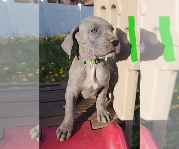 Medium Photo #23 Great Dane Puppy For Sale in OGDEN, UT, USA