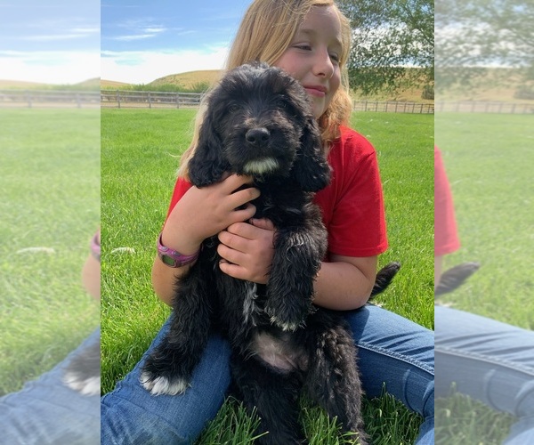 Medium Photo #4 Pyredoodle Puppy For Sale in PRESCOTT, WA, USA