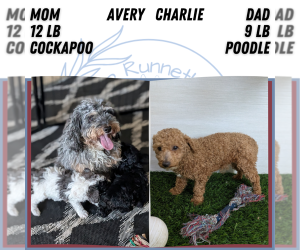 Medium Photo #8 Cockapoo (Miniature) Puppy For Sale in GOSHEN, IN, USA