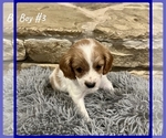 Small Photo #8 Cavapoo Puppy For Sale in EL RENO, OK, USA