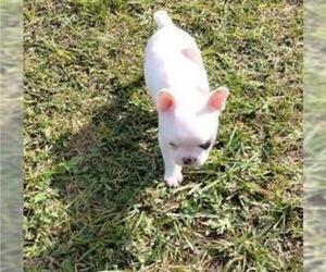 French Bulldog Puppy for sale in RIVERVIEW, FL, USA