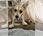 Small #4 Chihuahua Mix