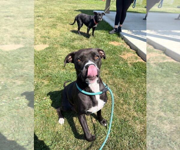 Medium Photo #4 American Staffordshire Terrier-Unknown Mix Puppy For Sale in Pierceton , IN, USA