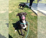 Small #3 American Staffordshire Terrier Mix