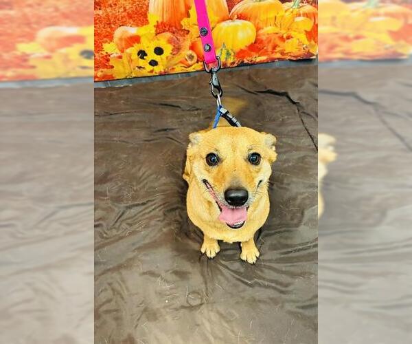 Medium Photo #1 Chihuahua Puppy For Sale in Globe, AZ, USA