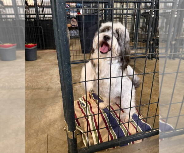 Medium Photo #6 Shih Apso Puppy For Sale in Grafton, WI, USA