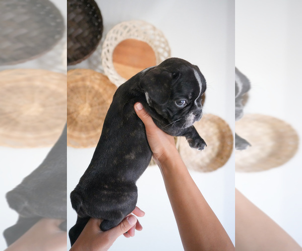 Medium Photo #6 French Bulldog Puppy For Sale in MORENO VALLEY, CA, USA
