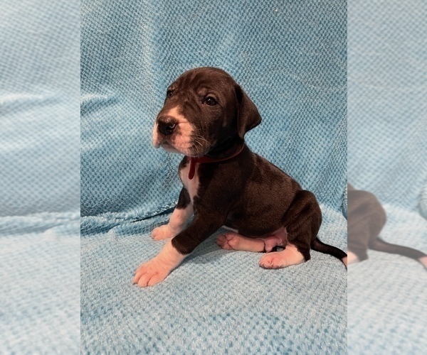 Medium Photo #6 Great Dane Puppy For Sale in PENSACOLA, FL, USA
