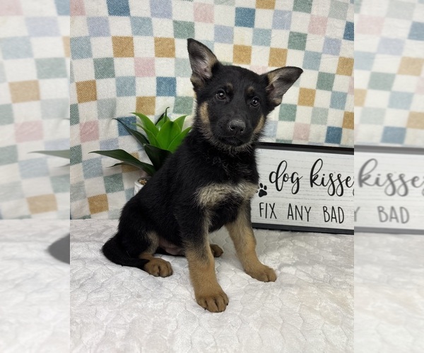 Medium Photo #5 German Shepherd Dog Puppy For Sale in FRANKLIN, IN, USA