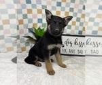 Small #4 German Shepherd Dog